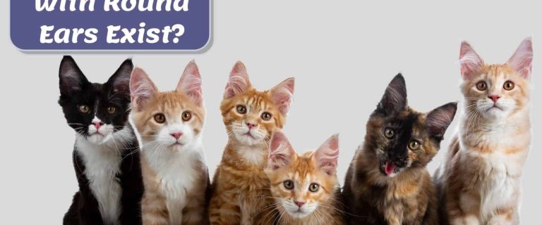 6 big-eared cats sitting with each other but do cats with round ears breed exist?