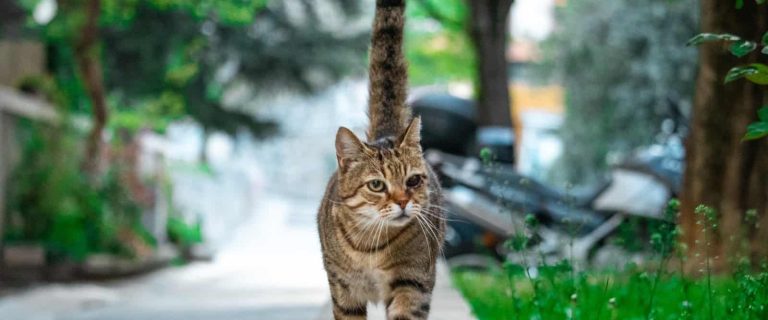 Brown cat with black stripes and one eye walking on a stone path towards the camera happily with it's tail up. Green scenery in the background