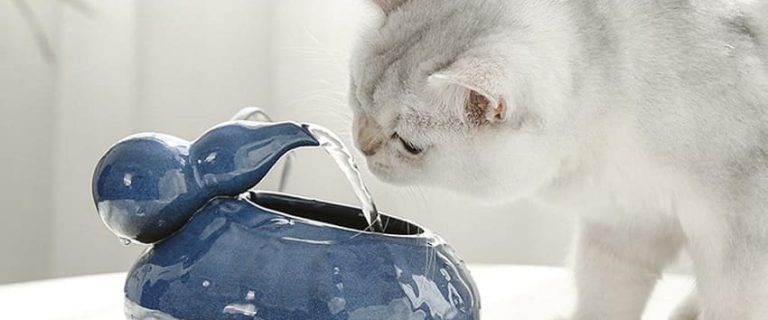 9 Best Ceramic Cat Water Fountains for Hydrated & Happy Cats