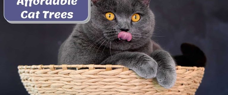 fluffy grey cat lying on one of the most affordable cat trees