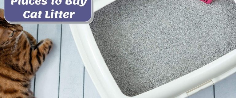 bengal cat beside a litter box with clumping litter