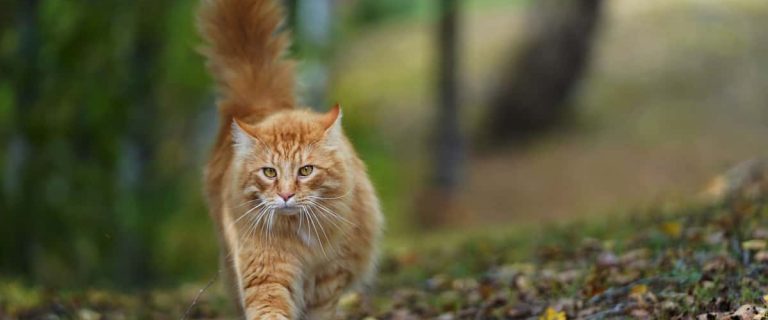 Looking for some of the most beautiful and meaningful Chinese cat name for male & female kittens? Check out 100 that we love for boys and girls!