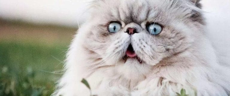 98 Charming Names For Chirpy Cats That Love to Chat
