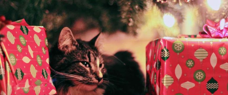 10 Adorable Christmas Names for Cats This Holiday