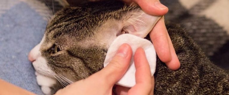 How to Clean a Wound on a Cat: A Basic Guide