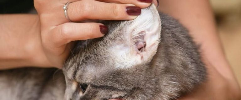 How To Clean Cats Ears Safely And Effectively