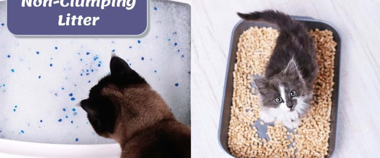 two cats for clumping vs non clumping litter poster