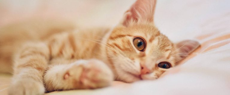 Are you doing these common things cat owners do that can break a cat's spirit (not to mention, his heart)? Better check them out!