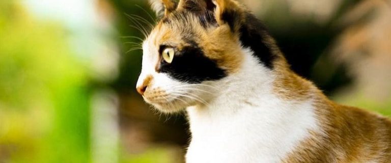 260 Cool Cat Names That Will Make Your Feline Stand Out