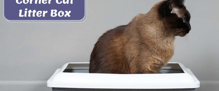 siamese cat using a corner litter box