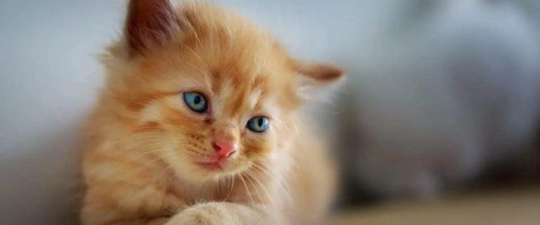 Cute Cat Names for Your Irresistibly Adorable Feline