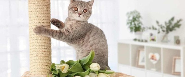 10 Cute Cat Trees: The Ultimate Gift for Your Kitty