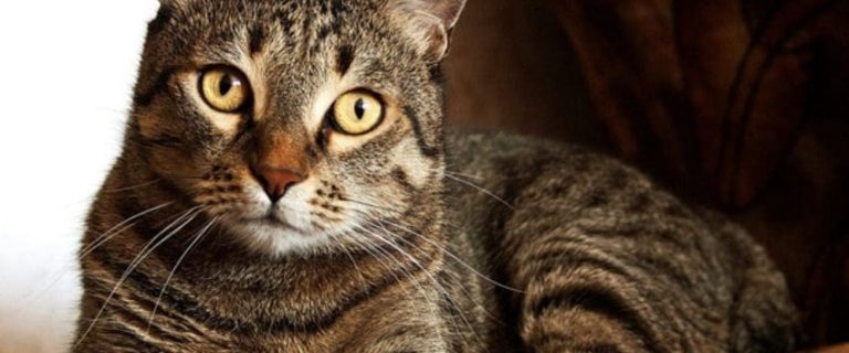 100 Terrific Tabby Cat Names for Your new Feline Friend