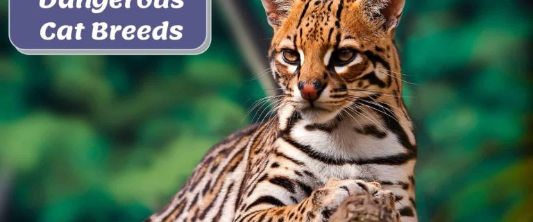 ocelot, one of the most dangerous cats