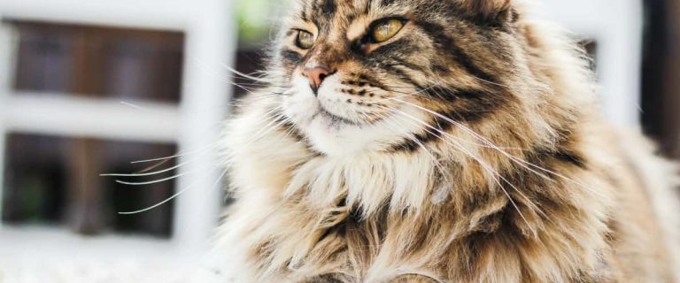 How can I deal with a spoiled cat? If you over-indulged kitty to the point of bad behavior, read on for 5 ways to undo the damage!