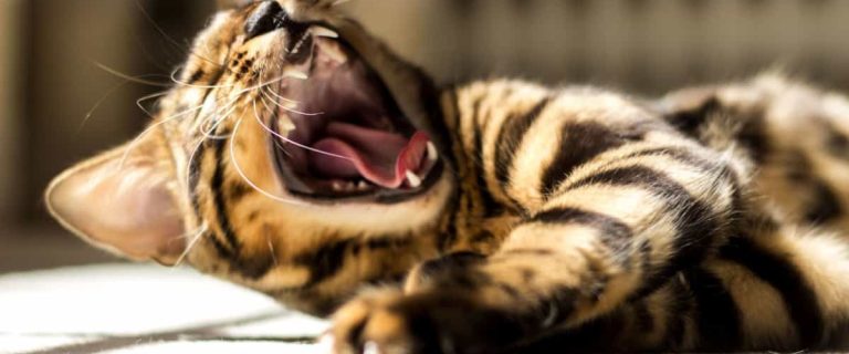 The Importance of Dental Care for Cats and How to Keep Their Teeth in Top Shape