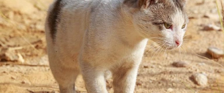 100 Delightful Desert Cat Names for Adventurous Cats