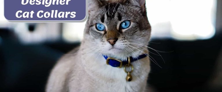blue-eyed cat using a beautiful designer cat collars