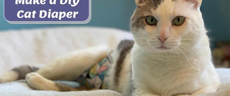kitty wearing a diy cat diaper