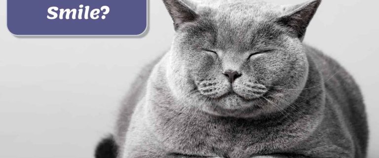british shorthair seems to smile so do cats smile?