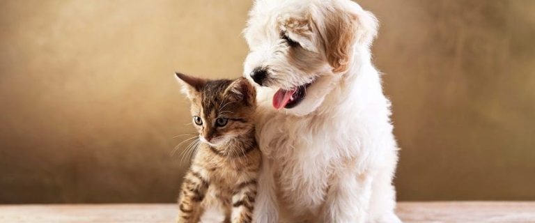 Tips on How You Can Make Your Dog & Cat Friends