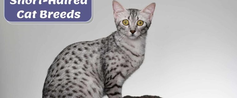 Egyptian mau (domestic short haired cat) looking shocked at the camera