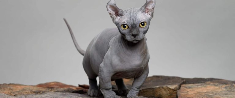Grey Dwelf Cat breed