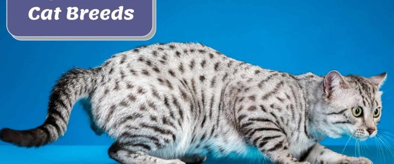 Egyptian Mau, one of the most beautiful egyptian cat breeds