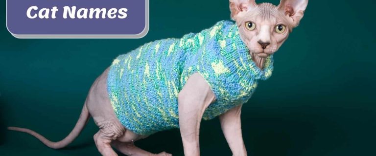 200 Elegant Egyptian Cat Names for Male & Female Kitties