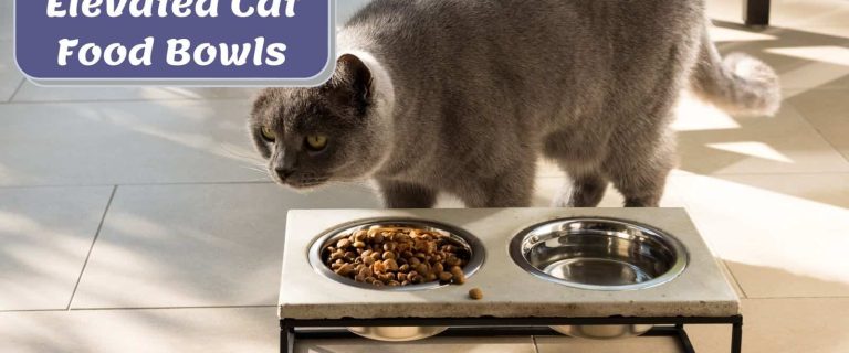 grey cat walking towards the best elevated cat bowls