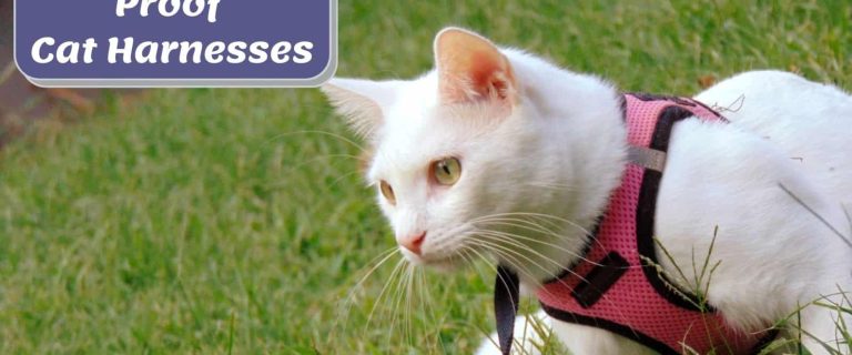 white cat wearing an escape proof cat harness