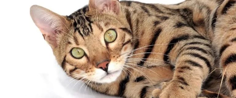 10 Exotic Cat Breeds That Will Steal Your Heart