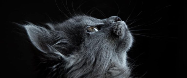 Tired of the same old boring ideas for kitty monikers? Check out 90 of the most beautifully exotic cat names for males & females!