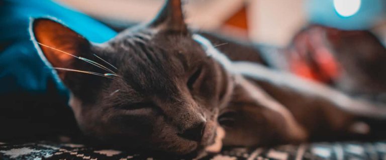 50 Adorable Fairy Tail Cat Names for Your Whiskered Angels