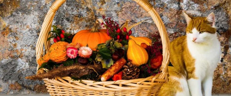 Cozy Up to Fall Cat Names: Embrace the Autumn Spirit