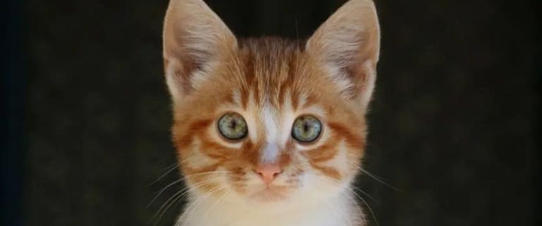 300+ Beautiful Female Cat Names For Your New Kitten