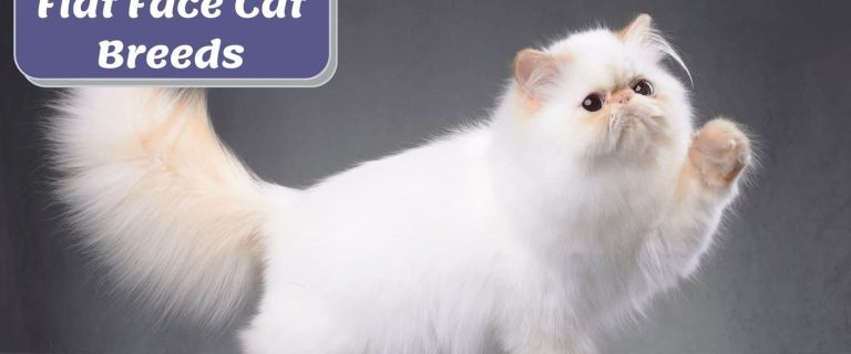 white Persian kitten, a very cute flat face cat