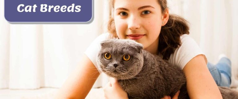 16 Fluffy Cat Breeds That Are Adorable and Cuddly