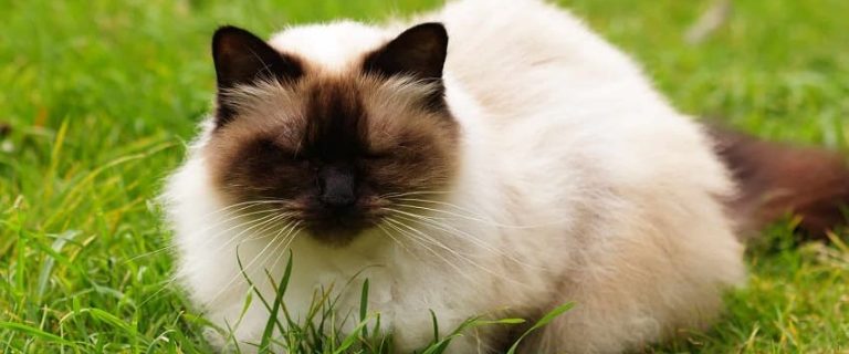 110 Irresistibly Fluffy Cat Names for Your Poofy Kitten