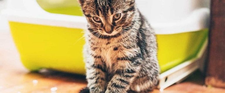 7 Best Flushable Cat Litter: Top Picks for Easy Cleanup