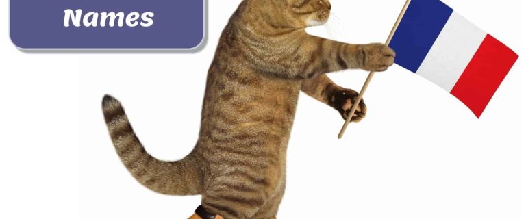 cat holding a French flag beside French cat names poster