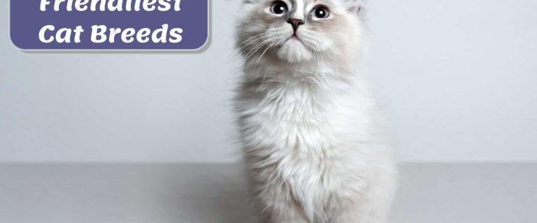 cute ragdoll, one of the friendliest cat breeds