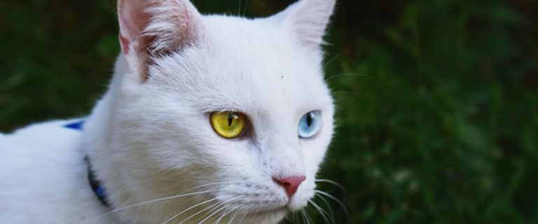 If you're looking to add a little humor to your life, you're going to love these 7 funny cat name tags! They'll crack you up AND keep kitty safer!