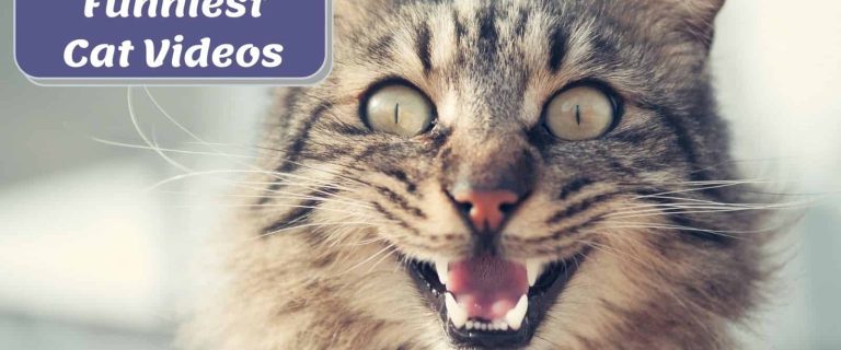 cute cat laughing with text "funniest cat videos this week"