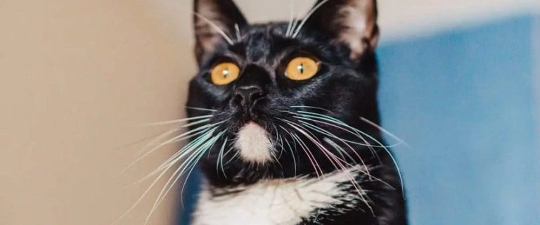 Food Names for Cats that Will Make Them Meow for More