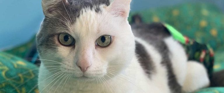 100 Gorgeous Gaelic Cat Names for Your New Kitty