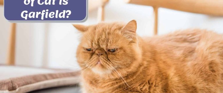 an orange cat that looks like garfield but what are the garfield cat breeds?