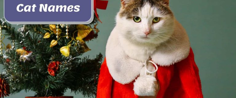 cat wearing a red cape beside greek cat names