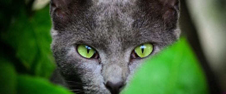 Green-Eyed Cat Names: The Best Names for Green-Eyed Beauties