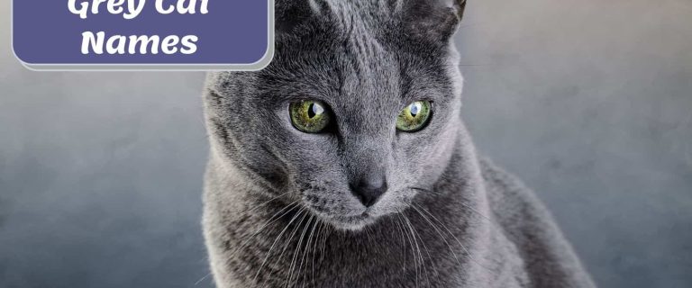 Russian blue beside "grey cat names" text
